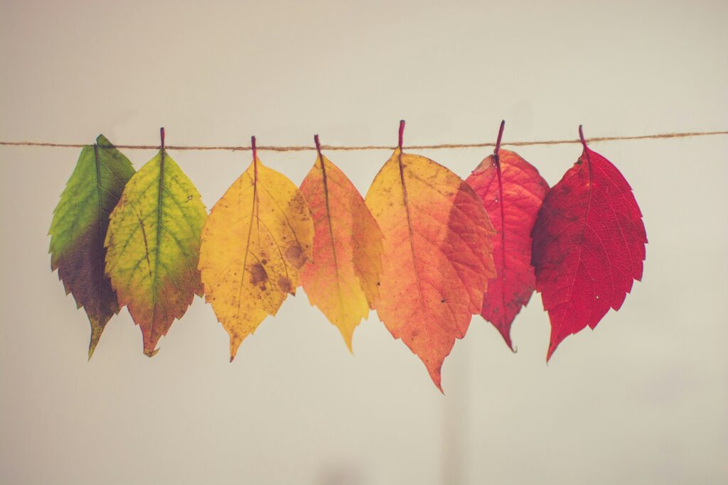 seven leaves changing color from green to yellow to orange to red